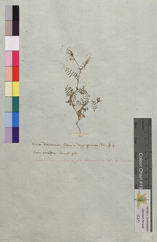 Vicia disperma (Fabaceae)