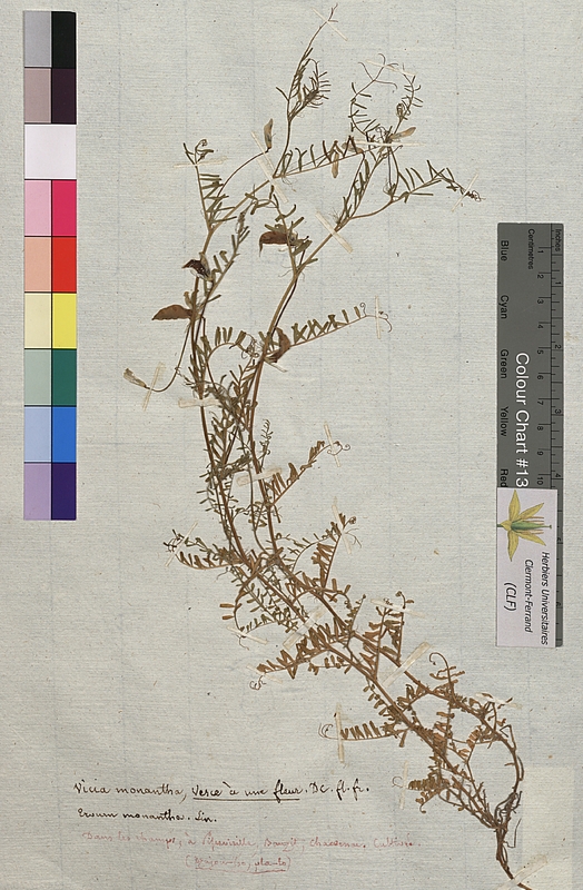 Vicia monantha (Fabaceae)