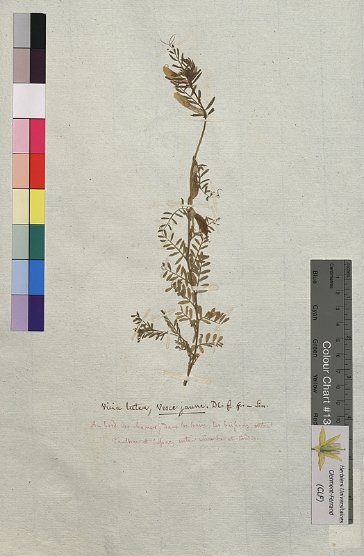 Vicia lutea (Fabaceae)