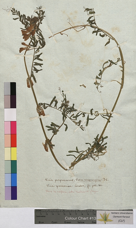 Vicia purpurascens (Fabaceae)