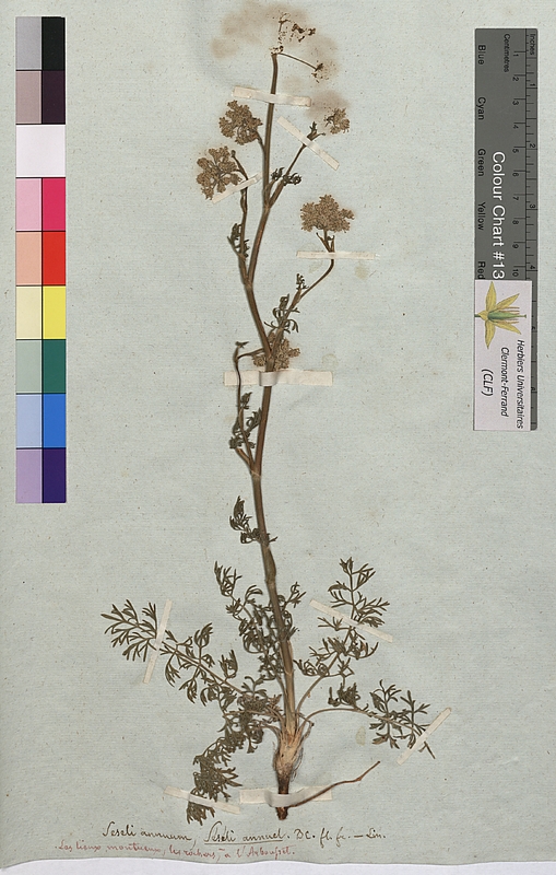 Seseli annum (Apiaceae)