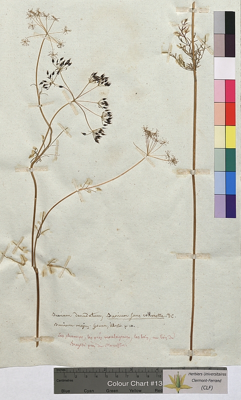 Bunium majus (Apiaceae)