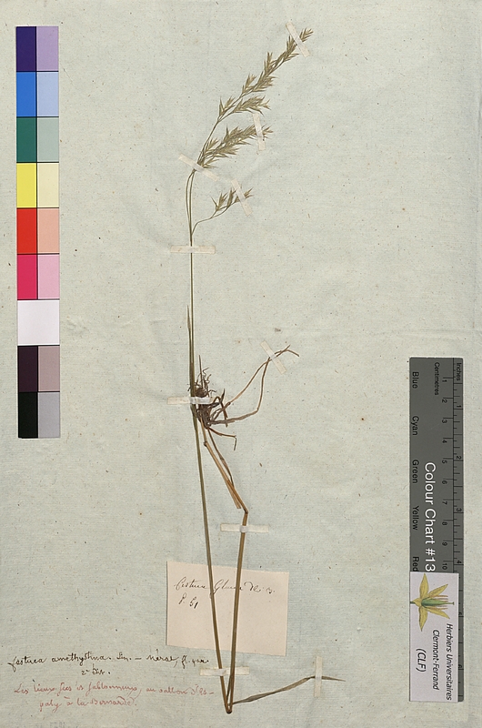 Festuca amethystina (Poaceae)