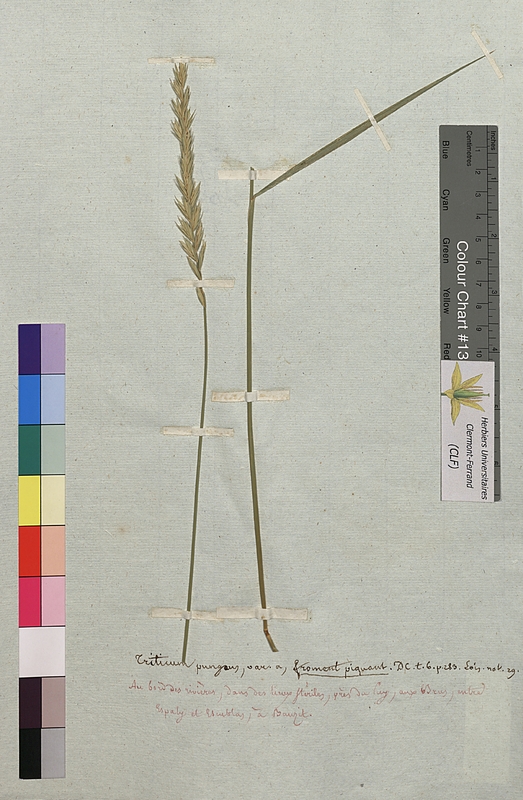 Triticum pungens (Poaceae)