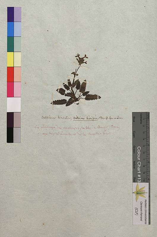 Betonica hirsuta (Lamiaceae)