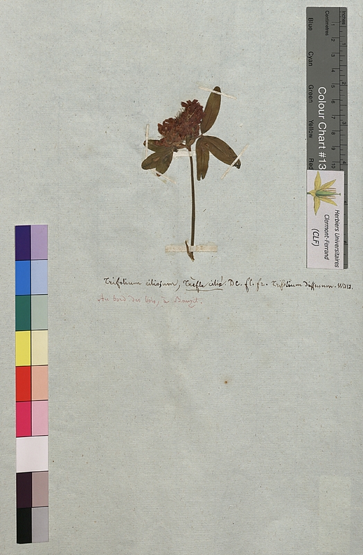 Trifolium ciliosum (Fabaceae)