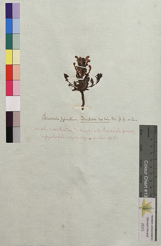 Pedicularis sylvatica (Scrophulariaceae)
