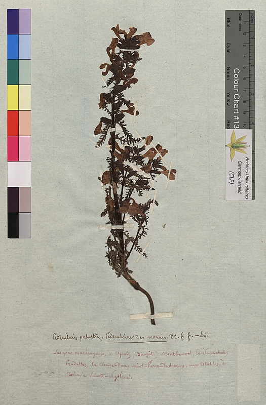 Pedicularis palustris (Scrophulariaceae)