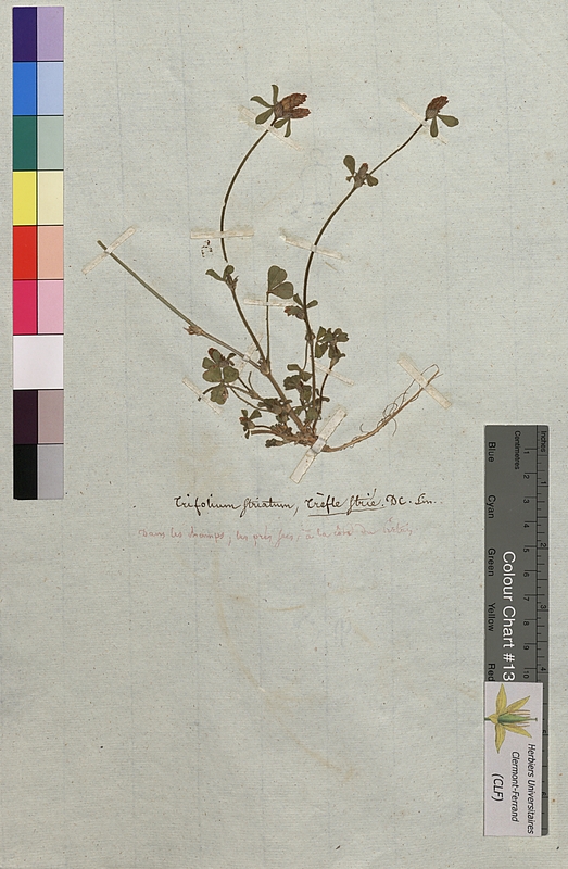 Trifolium striatum (Fabaceae)