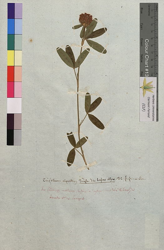 Trifolium alpestre (Fabaceae)