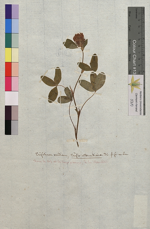 Trifolium medium (Fabaceae)