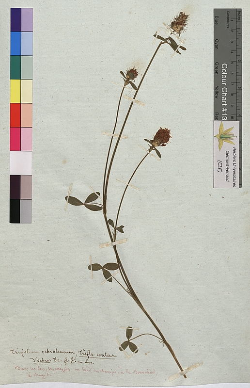Trifolium ochroleucon (Fabaceae)