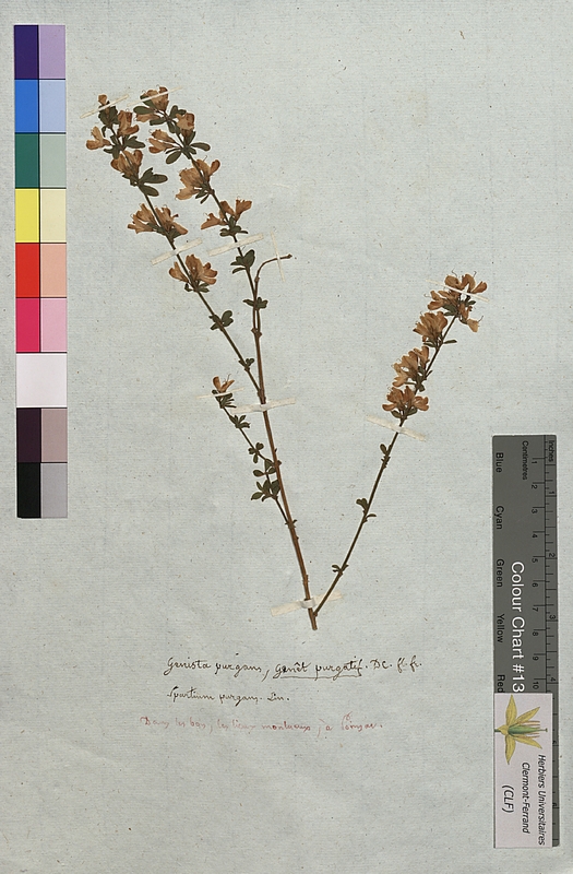 Genista purgans (Fabaceae)