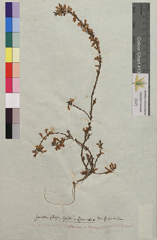 Genista pilosa (Fabaceae)