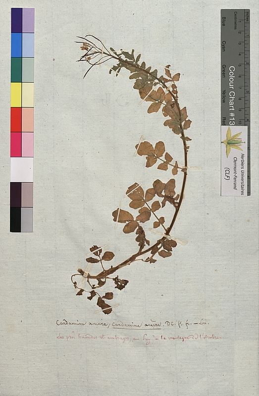 Cardamine amara (Brassicaceae)