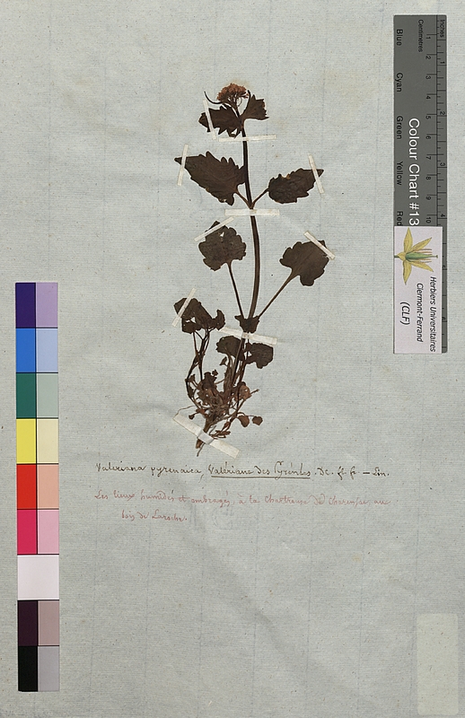 Valeriana pyrenaica (Valerianaceae)