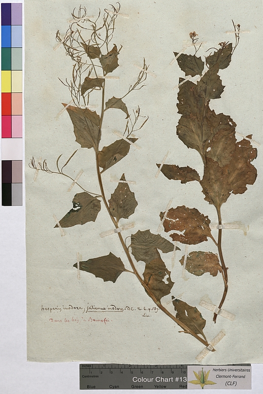 Hesperis inodora (Brassicaceae)