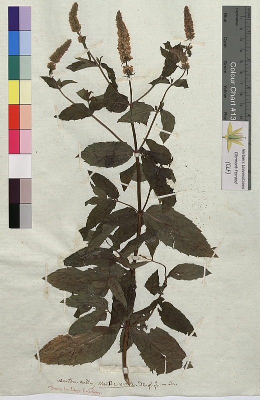 Mentha viridis (Lamiaceae)