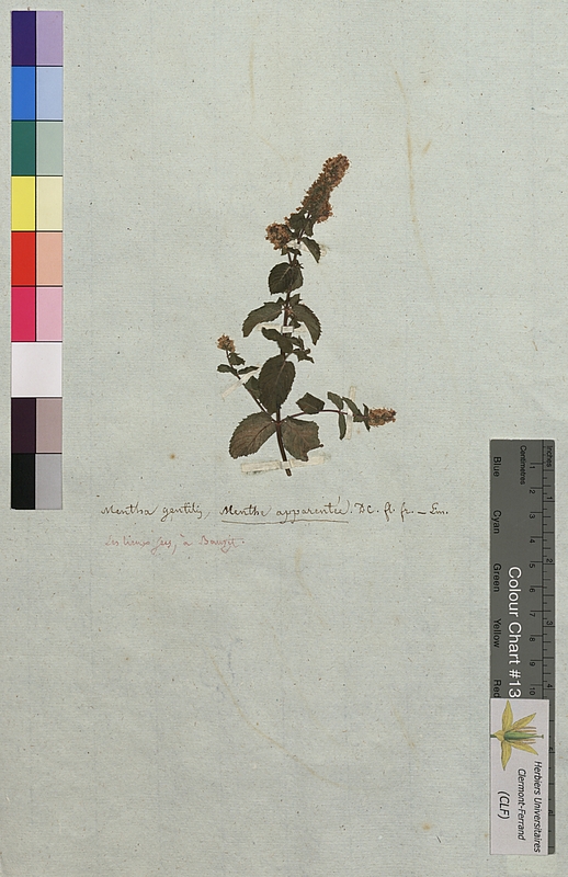 Mentha gentilis (Lamiaceae)