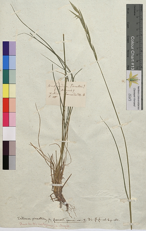 Triticum pinnatum (Poaceae)