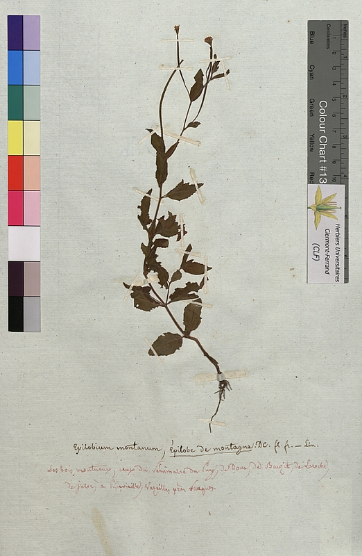 Epilobium montanum (Onagraceae)