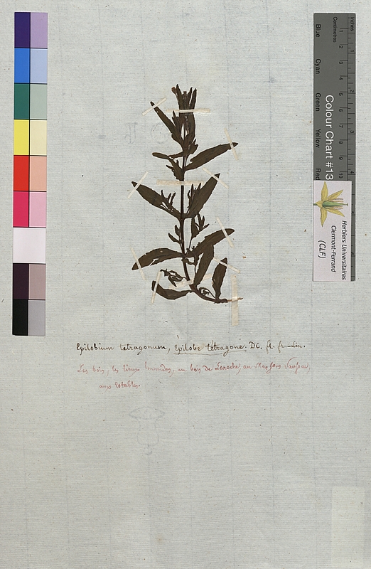 Epilobium tetragonum (Onagraceae)