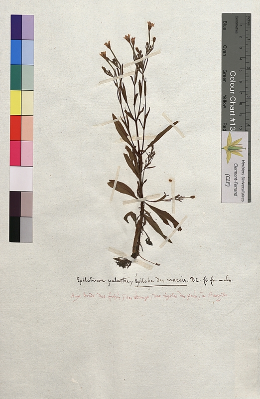 Epilobium palustre (Onagraceae)