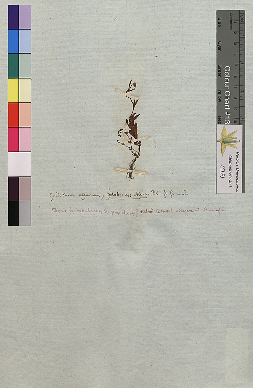 Epilobium alpinum (Onagraceae)