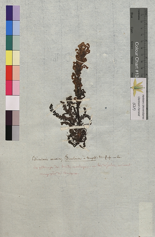 Pedicularis comosa (Scrophulariaceae)