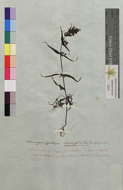 Melampyrum sylvaticum (Scrophulariaceae)