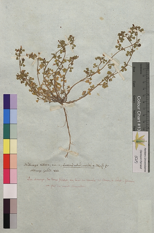 Medicago gerardi (Fabaceae)