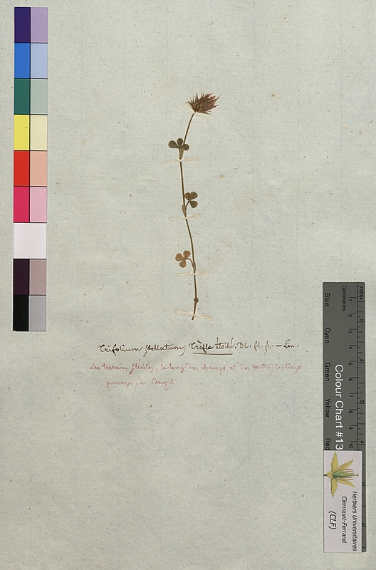 Trifolium stellatum (Fabaceae)