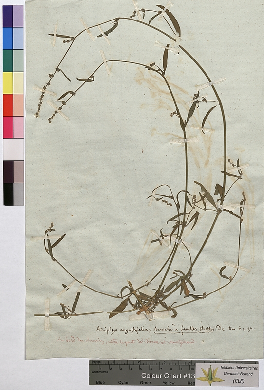 Atriplex angustifolia (Chenopodiaceae)