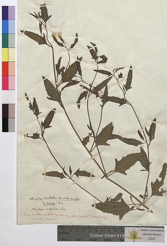 Atriplex hastata (Chenopodiaceae)