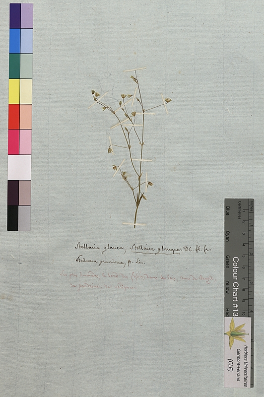 Stellaria glauca (Caryophyllaceae)
