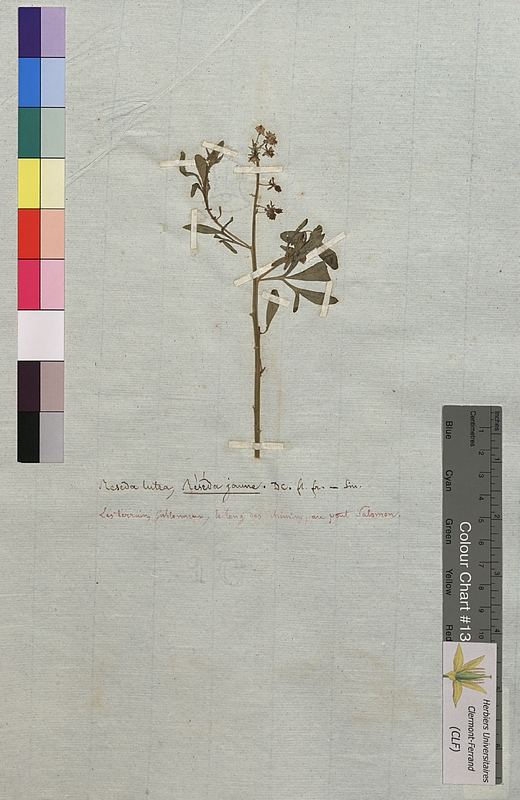 Reseda lutea (Resedaceae)