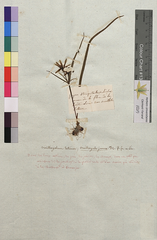 Gagea stenopetala (Liliaceae)