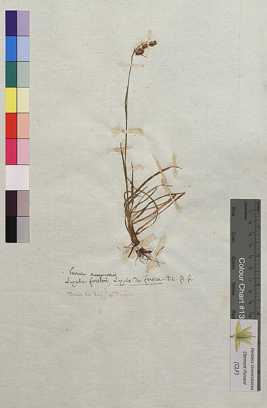 Luzula campestris (Juncaceae)