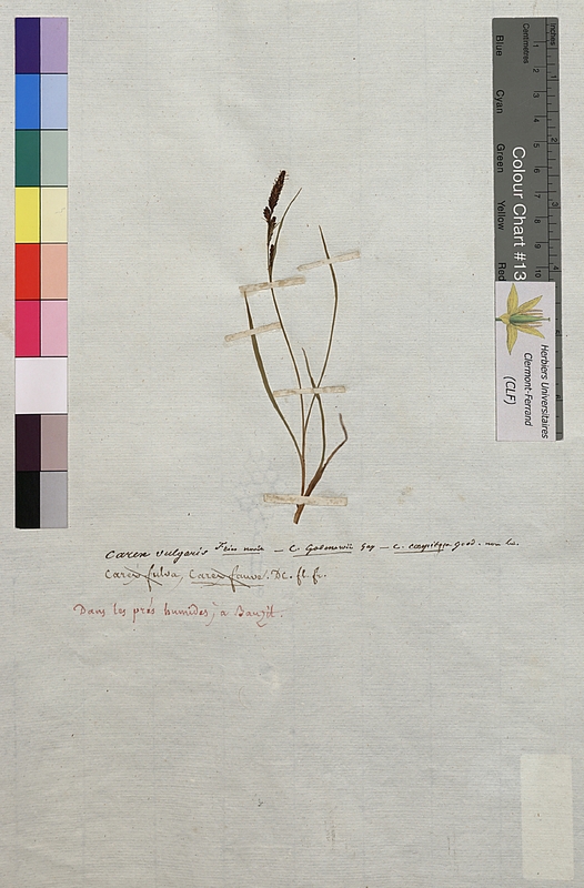 Carex vulgaris (Cyperaceae)