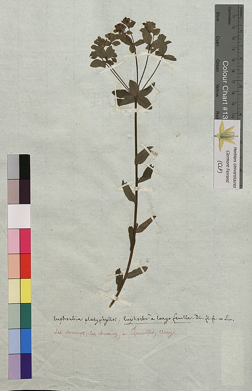 Euphorbia platyphyllos (Euphorbiaceae)