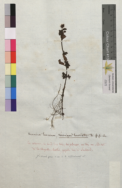 Veronica teucrium (Scrophulariaceae)