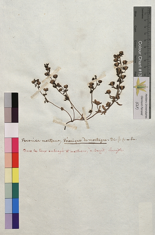 Veronica montana (Scrophulariaceae)