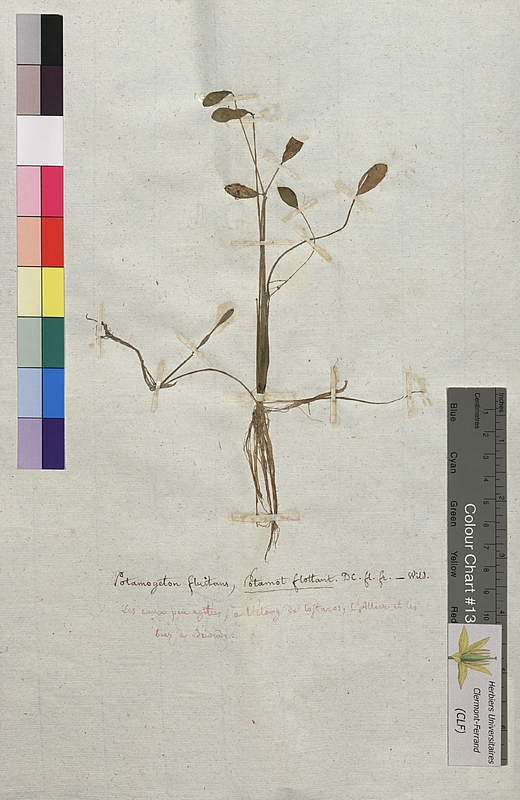 Potamogeton fluitans (Potamogetonaceae)