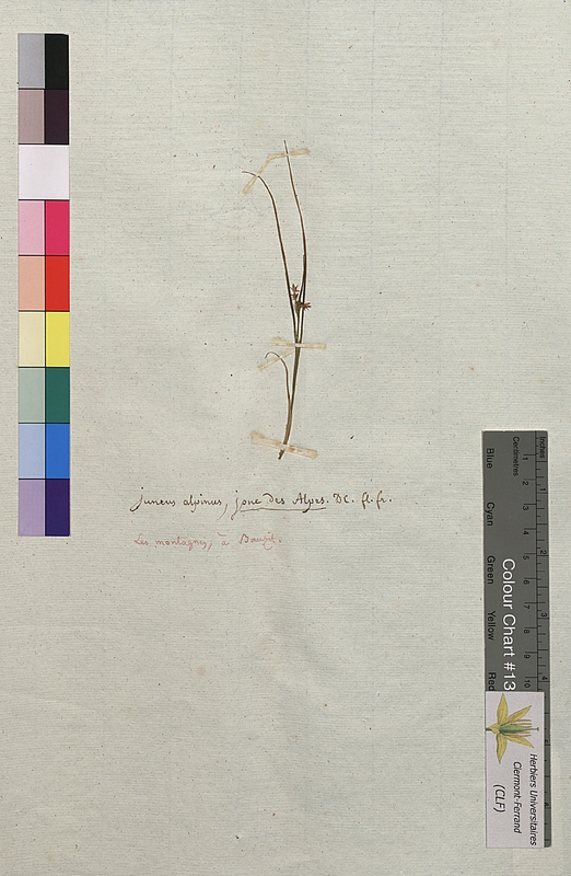 Juncus alpinus (Juncaceae)