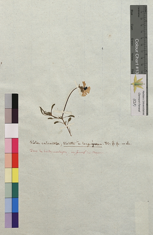 Viola calcarata (Violaceae)