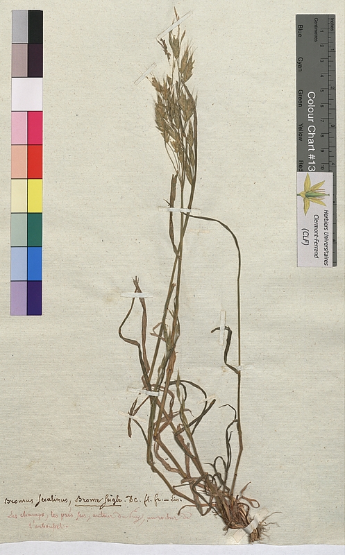 Bromus secalinus (Poaceae)