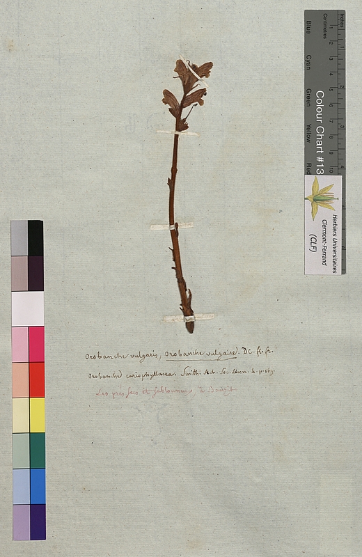 Orobanche vulgaris (Orobanchaceae)