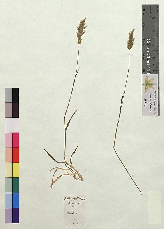 Anthoxanthum odoratum (Poaceae)