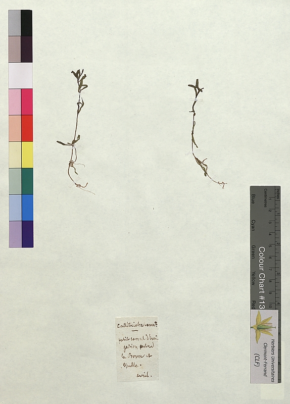 Callitriche verna (Callitrichaceae)