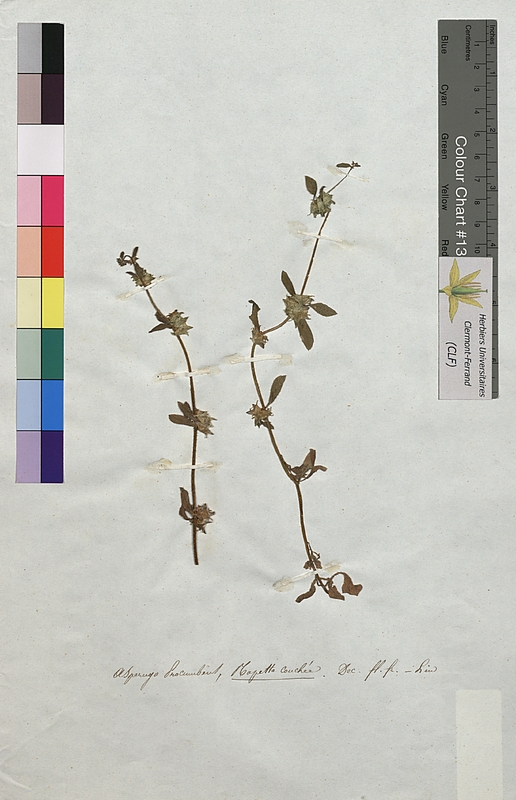 Asperugo procumbens (Boraginaceae)